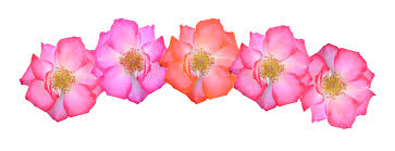 Its size is 4.99 mb and you can easily and free download it from this link: Flower Crown Transparent Png Images Best Hd Flower Crowns Free Transparent Png Logos