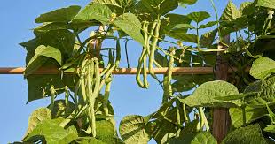 How To Plant And Grow Pole Beans