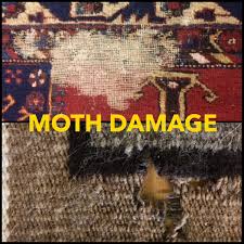 moths and rug cleaning protecting your