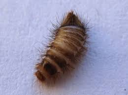 carpet beetle larva can it be