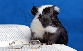 41 guinea pig wallpapers