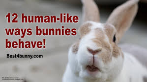12 human like ways rabbits behave