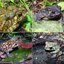 asian black spined toads duttaphrynus