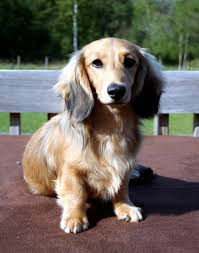 Hair past the lower back would be the preferred. Dachshund Long Haired Miniature Dachshund Dachshund Breed Miniature Dachshund