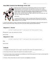 Dna mutations occur when there are changes in the nucleotide sequence that makes up a strand of dna. Investigation Dna Proteins And Mutations 2 Kam Pdf Name Investigation Dna Proteins And Mutations Below Are Two Partial Sequences Of Dna Course Hero