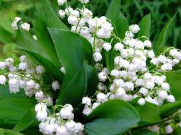Image result for lily of the valley