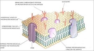 Cell Membranes Biology4isc