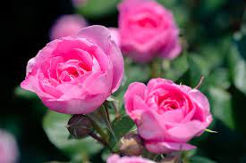 natural plant rose flowers rose