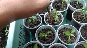 apply fertilizer to container plants