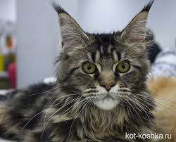 What Is The Weight Of Maine Real Maine Coon Weight