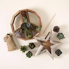 Peace Star Diy Succulent Kit