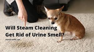 will steam cleaning get rid of urine