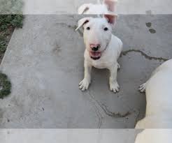 Ok, thank you for answer. View Ad Bull Terrier Puppy For Sale Near California Box Springs Usa Adn 152911