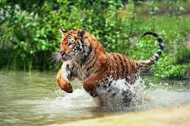 Resultado de imagen para tigre
