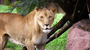 Zola 7 confirmed one day he found razor blades and candles outside his yard. Zola 15 Year Old Lion At The Virginia Zoo Passes Away 13newsnow Com