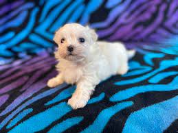 maltese puppies near