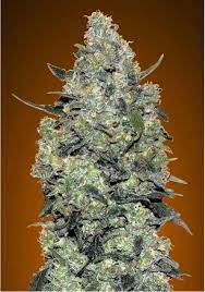 Critical mass, which is sometimes referred to as tipping points, is one of the most effective mental models you can use to understand the world. Auto Critical Mass Autoflowering Marijuana Seeds