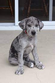 The great danes in this photo gallery all share an a goofy, loving temperament, a distinct characteristic of great danes found all over. Our 8 Week Old Great Dane Puppy Dane Puppies Great Dane Puppy Dane Dog