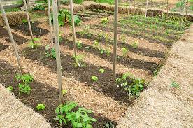 Vegetable Crop Rotation Harvest To Table