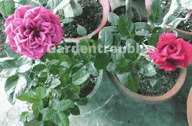 Rose Plant Care In India The Ultimate