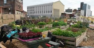 Urban Beekeepers And Rooftop Farms