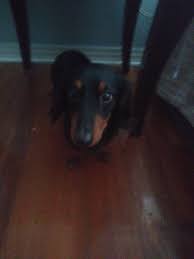 I have adopter seeking a female dachshund puppy. Dachshund Puppies For Sale Tampa Fl 297711 Petzlover