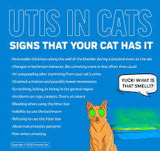 But most people with bladder stones do experience symptoms because the. Cat Uti Symptoms Cat Uti Pain Relief Innovet Pet