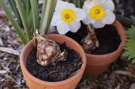 when should you feed spring blooming bulbs
