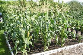 How To Grow Sweetcorn Rhs Vegetables