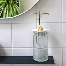 Growing Plants In Water And 6 Ways It S