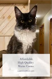 affordable high quality maine s