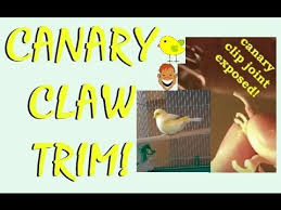 trim a canary s claws t or