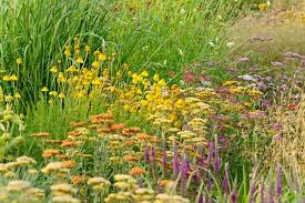 While other plants may fade or scorch in direct sunlight, these perennials will love every minute of the bright dainty peach and terracotta flowers with yellow centers bloom for several weeks in summer, topping deep green threadleaf foliage. Best Perennials For Full Sun Gardens In New England