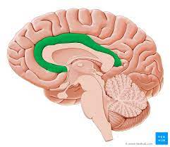 cingulate gyrus anatomy and function