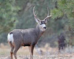 Mule Deer Montana Field Guide