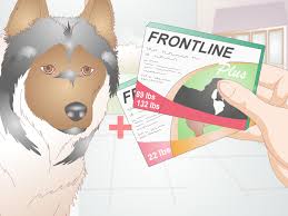 How To Determine The Proper Frontline Plus Dosage For Dogs