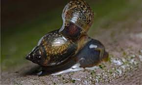 pond snail vs bladder snail what are