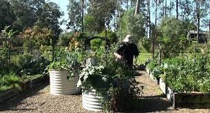 Stand Up Gardening For The Vegetable Or