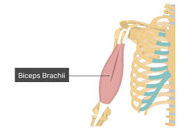 biceps brachii attachments action