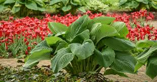 our favorite hostas with captivating