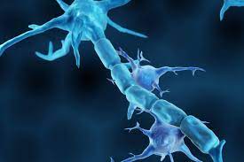 La mielina y su importancia en la esclerosis múltiple | Fundación Esclerosis Múltiple
