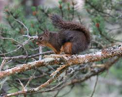 Douglas Squirrel Facts Diet Habitat Pictures On