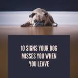 do-dogs-stop-eating-when-they-miss-someone