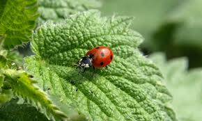 les coccinelles chionnes au poer