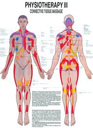 Physiotherapy Iii Connective Tissue Massage Anatomical Chart