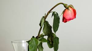 save roses with bent necks rose care