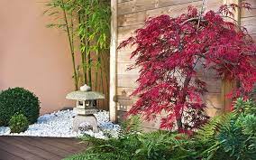 how to grow acers or anese maples