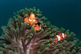 clownfish and host anemone matches