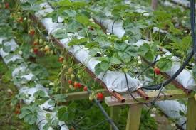 greenhouse strawberry cultivation