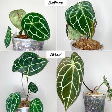 Each tropical plant will have its own care requirements that are unique to that plant so checking the tag or doing a quick search is the best way to make sure that you care is specific to its needs. Aroids Anthuriums Philodendrons Care Culture Tips For Growing Indoors Here But Not Anthurium Plant Anthurium Philodendron Plant